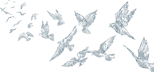 Illustration of a flock of bird flying